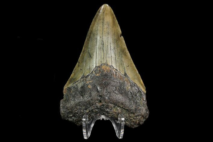Fossil Megalodon Tooth - North Carolina #130018
